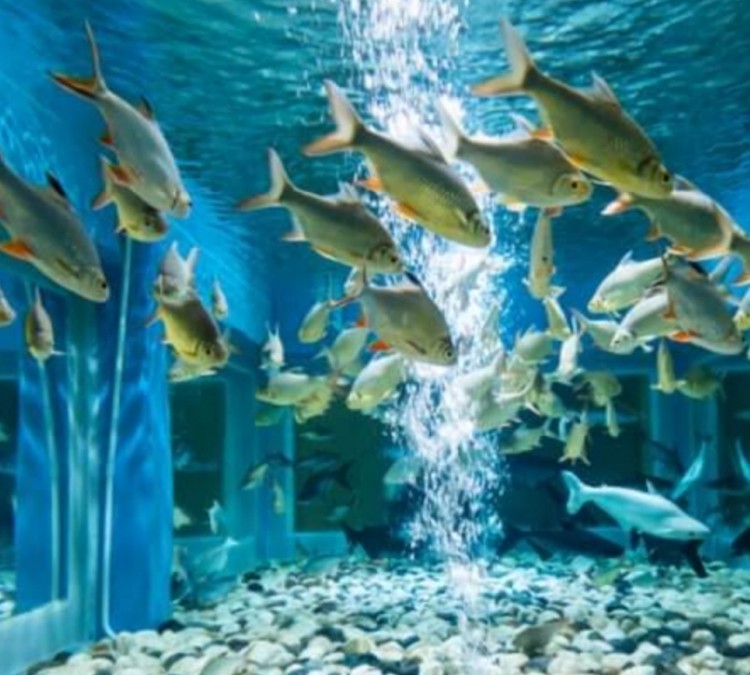 Orange Coast College Aquarium (Costa&nbspMesa,&nbspCA)